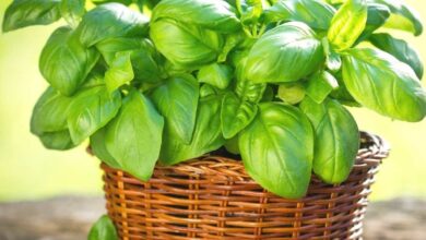 خواص ریحان برای پوست