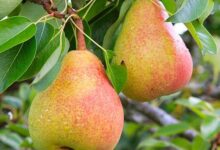 خواص گلابی برای جنین