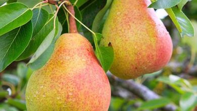 خواص گلابی برای جنین