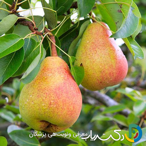 خواص گلابی برای جنین