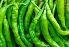 خواص فلفل سبز برای سرماخوردگی