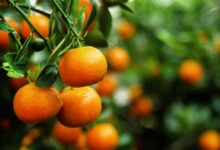 خواص نارنگی برای جنین