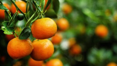 خواص نارنگی برای جنین