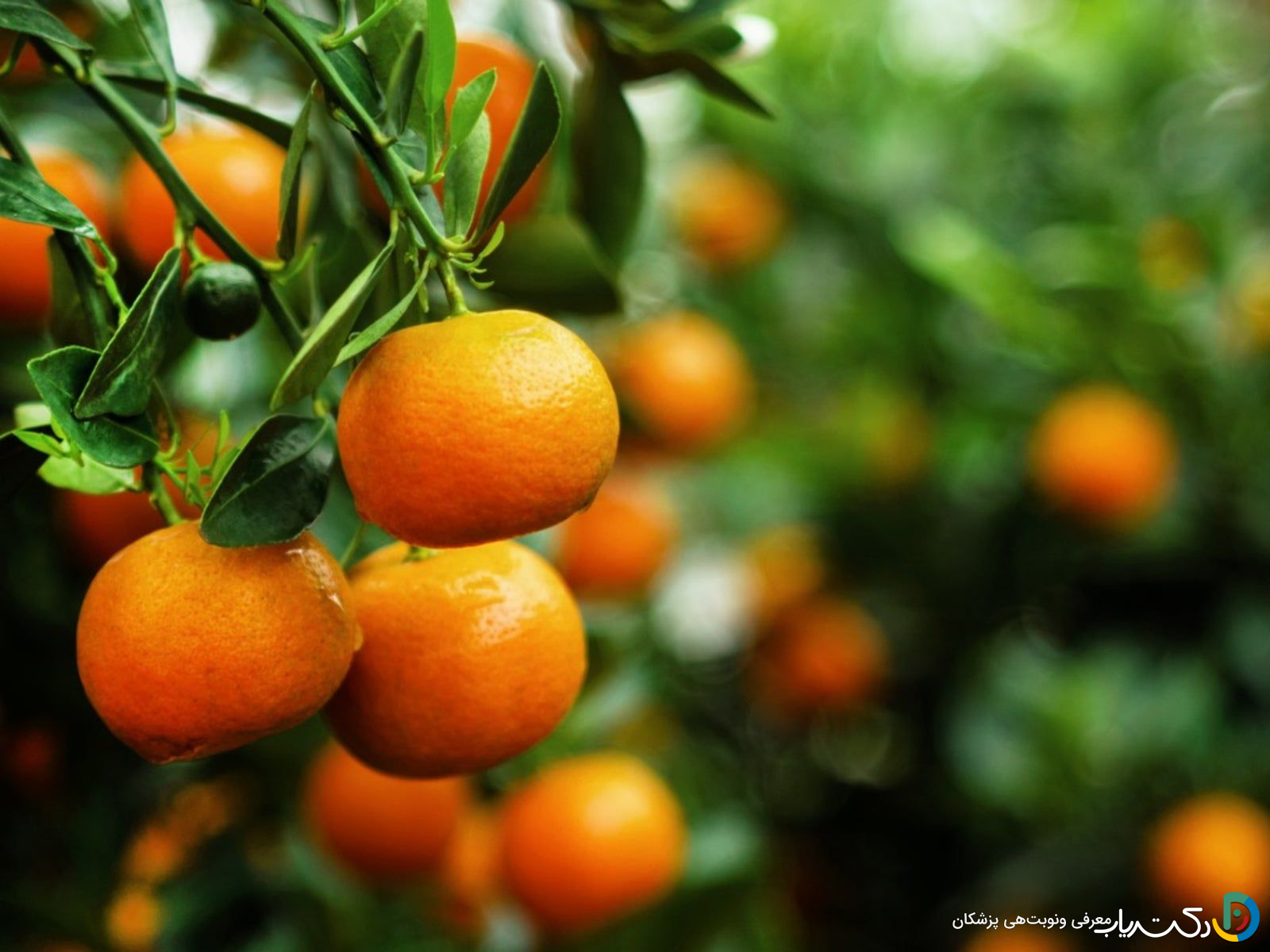 خواص نارنگی برای جنین