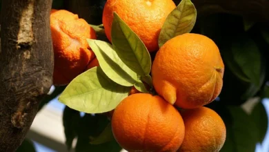 خواص آب نارنج برای کبد