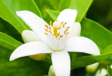 خواص عرق بهار نارنج برای لاغری