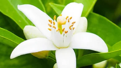 خواص عرق بهار نارنج برای لاغری