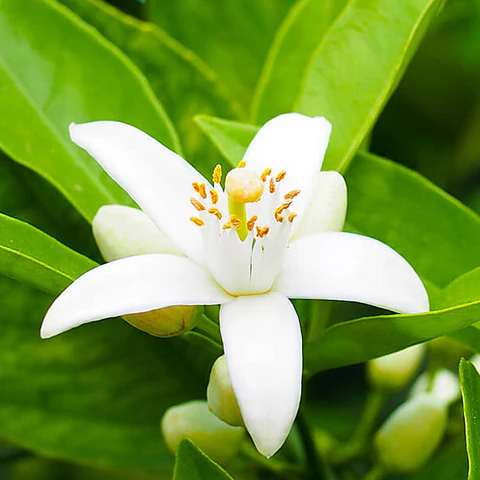 خواص عرق بهار نارنج برای لاغری