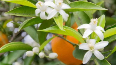 خواص عرق بهار نارنج برای کودکان