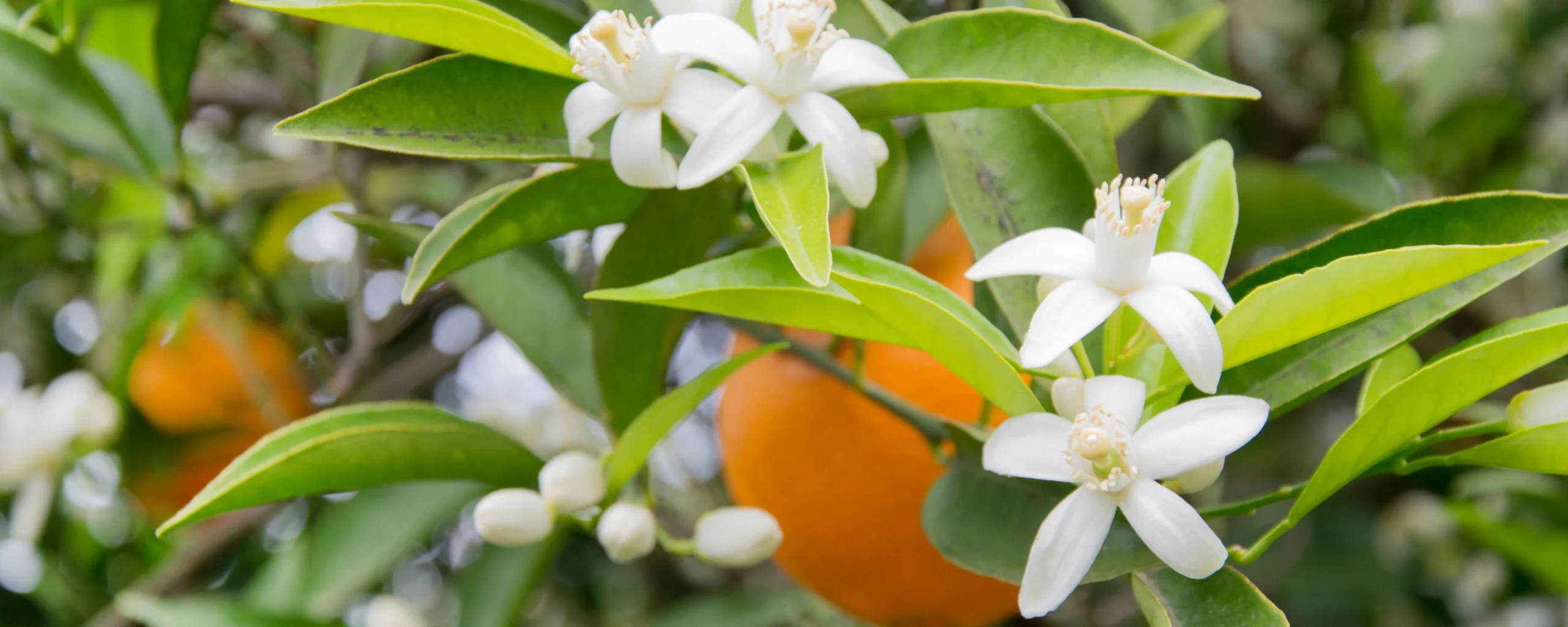 خواص عرق بهار نارنج برای کودکان