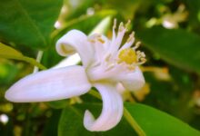 خواص عرق بهار نارنج برای صورت