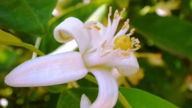 خواص عرق بهار نارنج برای صورت