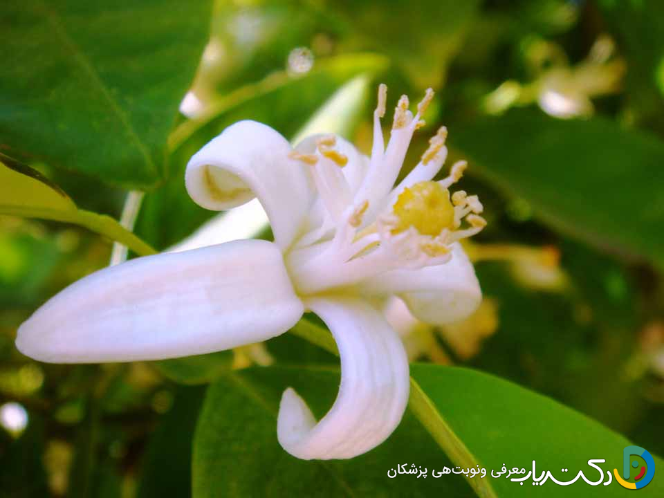 خواص عرق بهار نارنج برای صورت