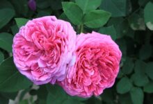 خواص گل محمدی برای معده