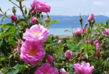 خواص گل محمدی برای کبد چرب