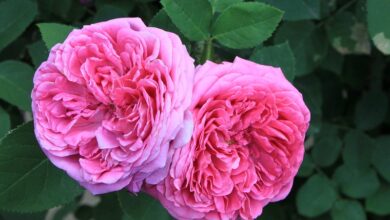 خواص گل محمدی برای معده