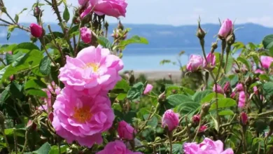 خواص گل محمدی برای کبد چرب
