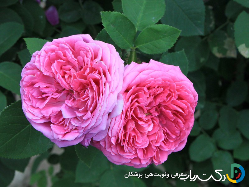 خواص گل محمدی برای معده