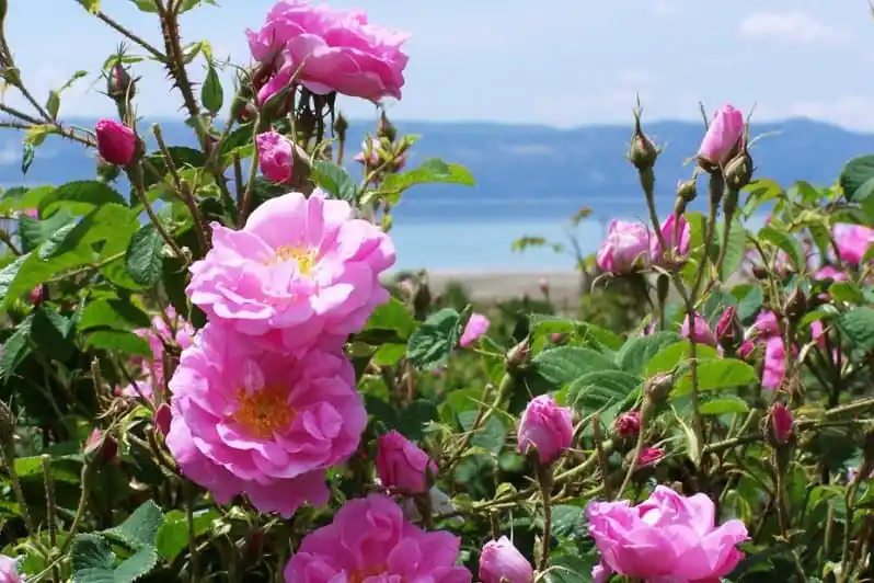 خواص گل محمدی برای کبد چرب