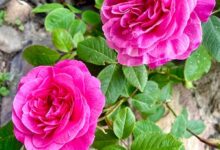 خواص گل محمدی برای یبوست