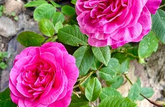 خواص گل محمدی برای یبوست