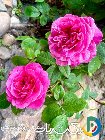 خواص گل محمدی برای یبوست