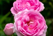 خواص گل محمدی برای لاغری