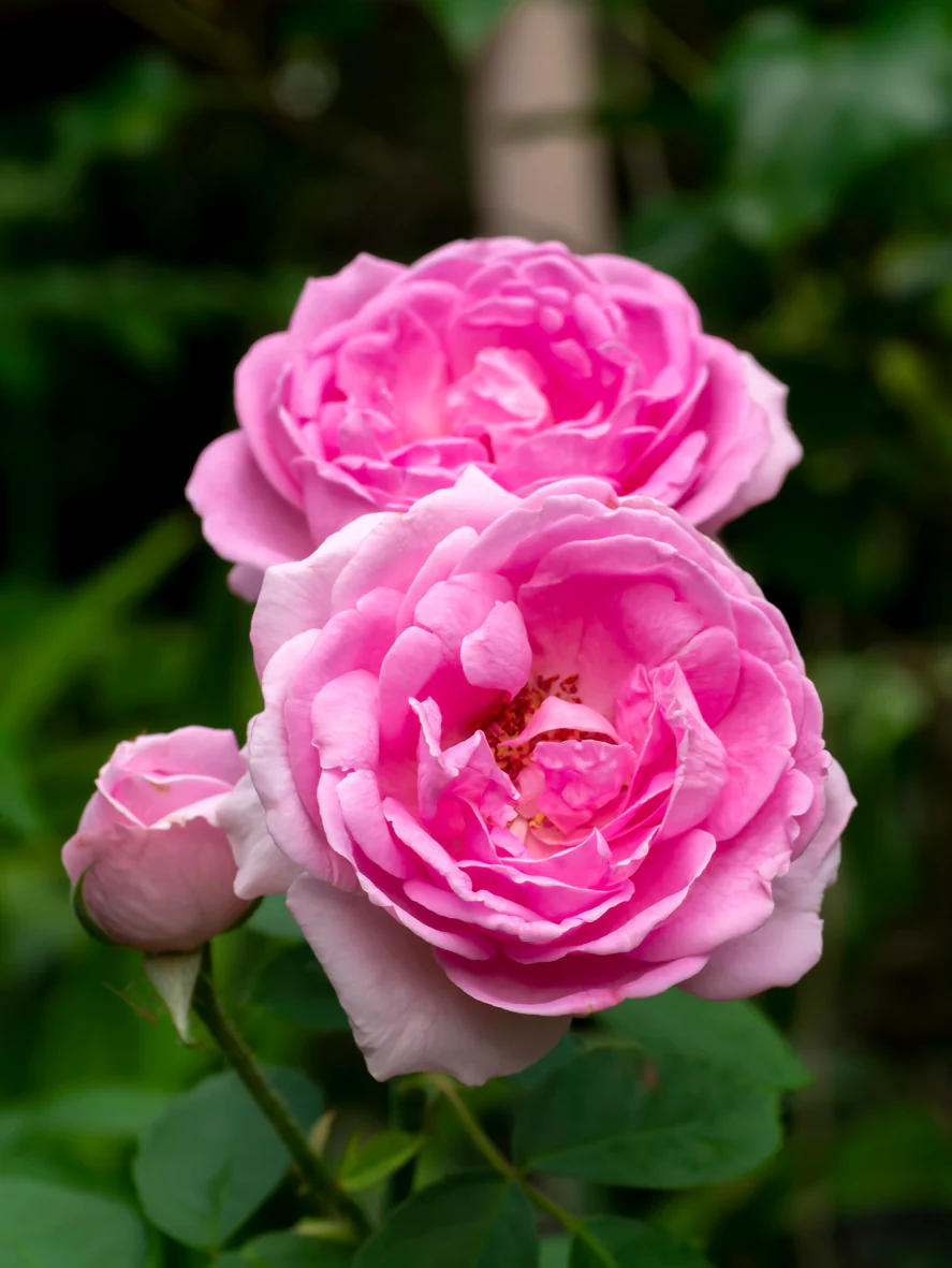 خواص گل محمدی برای لاغری