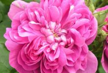 خواص گل محمدی برای مردان