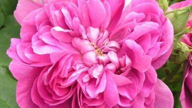 خواص گل محمدی برای مردان