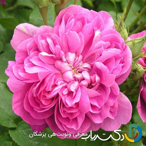 خواص گل محمدی برای مردان