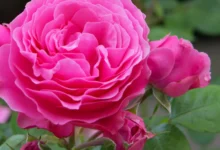 خواص گل محمدی برای رحم