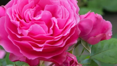 خواص گل محمدی برای رحم