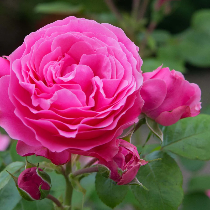 خواص گل محمدی برای رحم