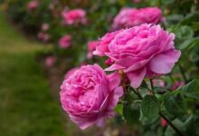 خواص گل محمدی برای کبدچرب