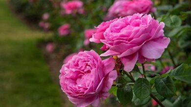 خواص گل محمدی برای کبدچرب