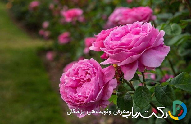 خواص گل محمدی برای کبدچرب