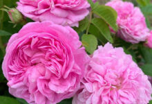 خواص گل محمدی برای اسپرم