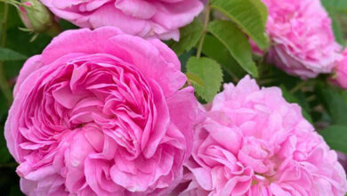 خواص گل محمدی برای اسپرم