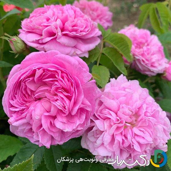 خواص گل محمدی برای اسپرم