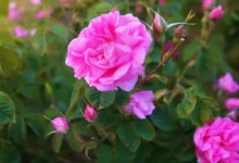 خواص گل محمدی برای پوست