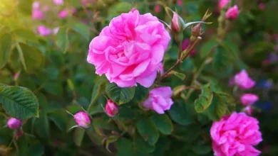 خواص گل محمدی برای پوست
