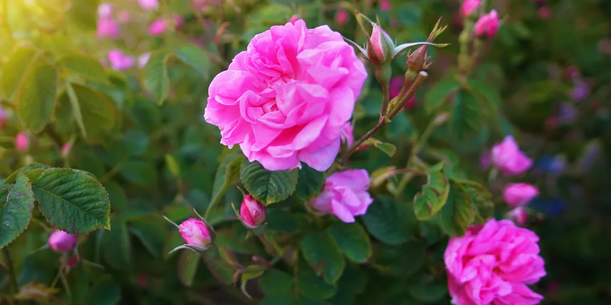خواص گل محمدی برای پوست