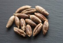 خواص هسته خرما برای قلب