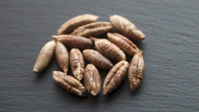 خواص هسته خرما برای قلب