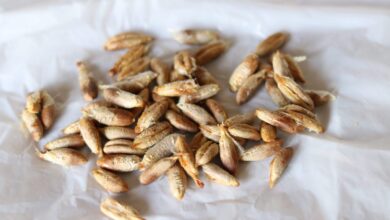 خواص هسته خرما برای پوکی استخوان