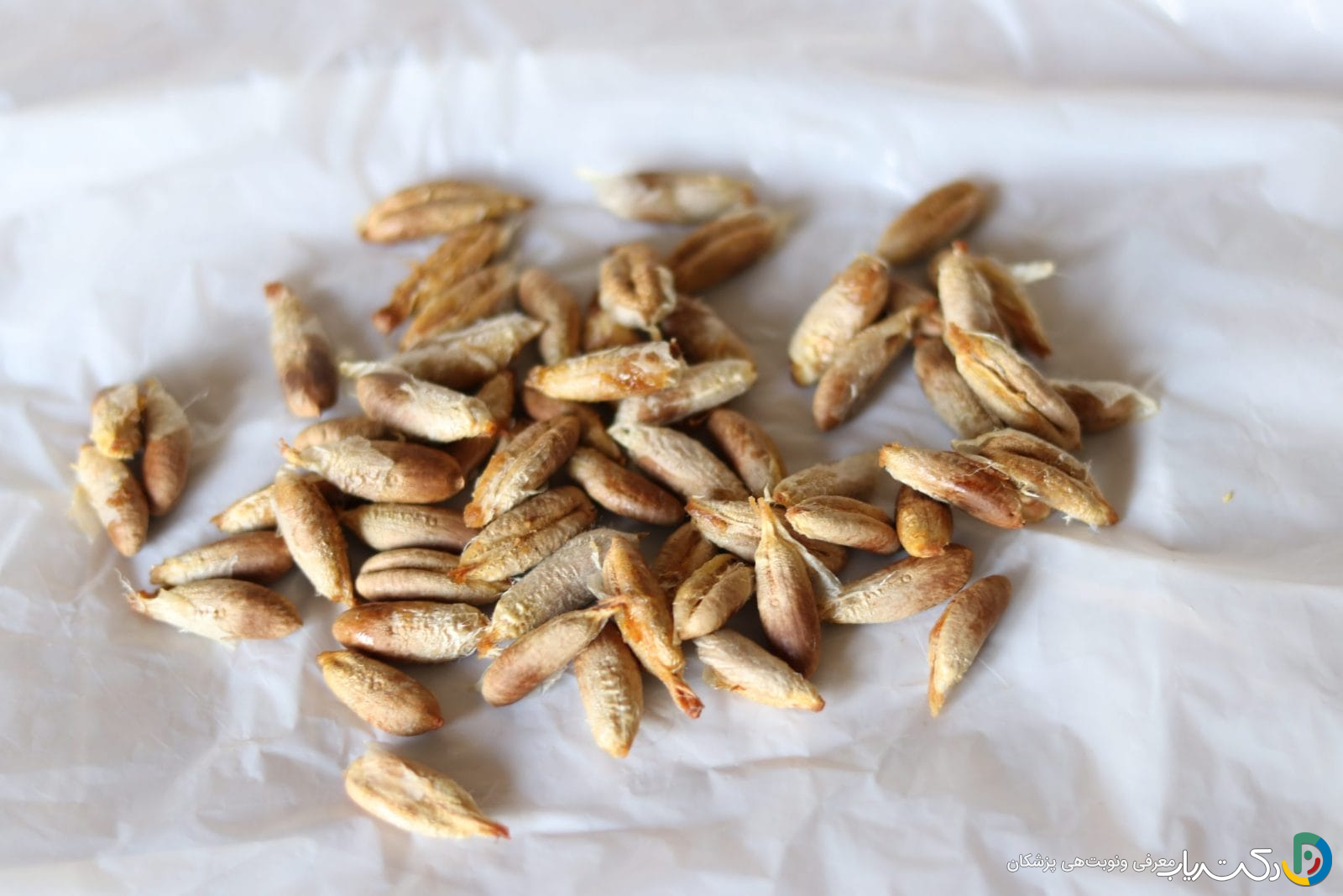 خواص هسته خرما برای پوکی استخوان