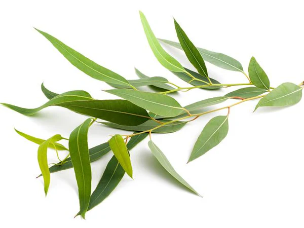 خواص اکالیپتوس برای سینوزیت