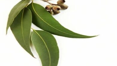خواص اکالیپتوس برای مو