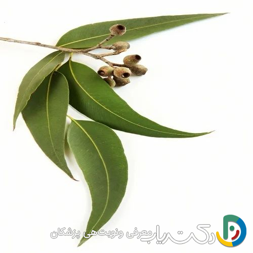 خواص اکالیپتوس برای مو
